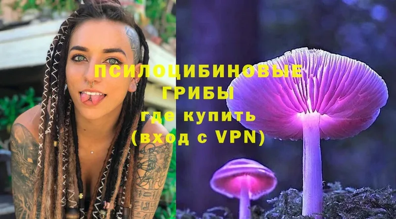 Псилоцибиновые грибы Psilocybe  Щёкино 